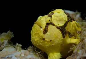 Ready for a roll in the hay! Female frog fish. Bonaire NA by John Roach 
